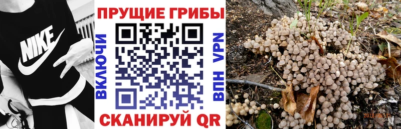 кракен   Пошехонье  Галлюциногенные грибы Psilocybine cubensis 